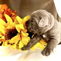 Pink aka Valencia - Gray female Cane Corso puppy in Hillsborough, New Jersey from Central Jersey K9