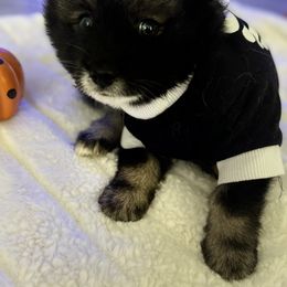Oogie Boogie - Black Pomsky puppy in Clearwater, Florida from Neon Moon Pomskies