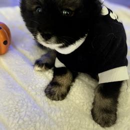 Oogie Boogie - Black Pomsky puppy in Clearwater, Florida from Neon Moon Pomskies