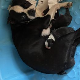 Silo - Boston Terrier