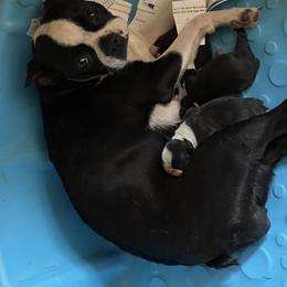 Silo - Boston Terrier