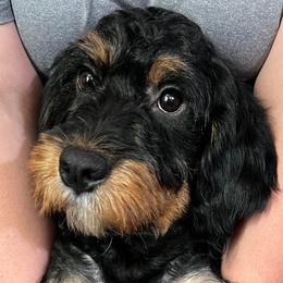  - Bernedoodle