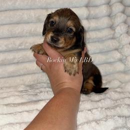 Torch - Red male Dachshund puppy in Ceres, California from Rockin' M’s LilBitty Dachshunds (LBD)