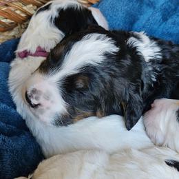 Sam - Tri-color male Bernedoodle puppy in Granton, Wisconsin from Rose River Farms