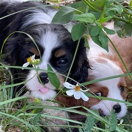 Bernese Mountain Dogs, Cavalier King Charles Spaniels, and Golden Retrievers from Red Sky Goldens, Bernese, and Cavaliers