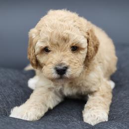 Green collar - Apricot male Poodle puppy in Edmond, Oklahoma from The Redbud Roost