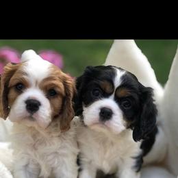 Cavalier King Charles Spaniel Puppies from Cavalier Kisses