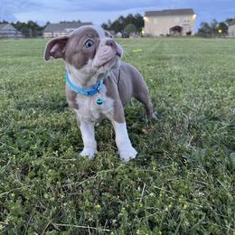 Boston Terrier Puppies from Lola’s House of Bostons & Rescue