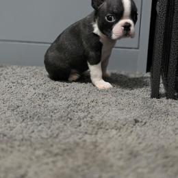 Atlas - Black brindle and white male Boston Terrier puppy in Billings, Missouri from Azaleas Euro Boxers & Boston Terriers