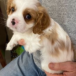 "Baby Boy 4" Cavalier King Charles Spaniel Puppies from Cavaliers of Royalty