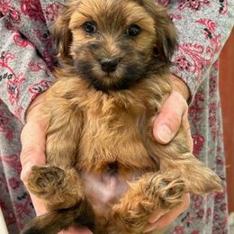 Maverick - Red male Havanese puppy in Melba, Idaho from Lawson Havanese