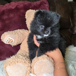 Lisa Cuddy - Black female Pomeranian puppy in Smithville, Texas from Lafary Poms