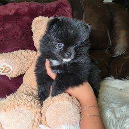 Lisa Cuddy - Black female Pomeranian puppy in Smithville, Texas from Lafary Poms