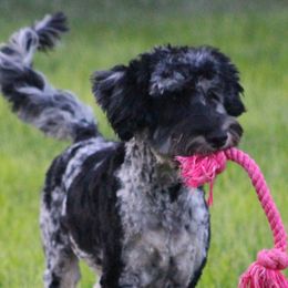 Australian Labradoodles from JNB Stables