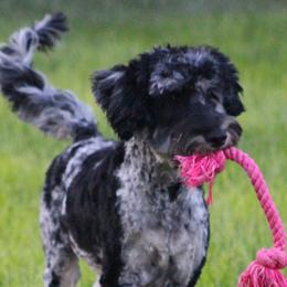 Australian Labradoodles from JNB Stables
