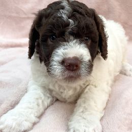 Ruby - White female Lagotto Romagnolo puppy in Vancouver, Washington from Riverside Lagottos