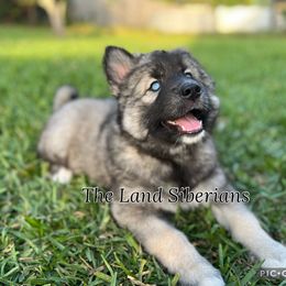 Siberian Husky Puppies from The Land Siberians