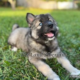 Siberian Husky Puppies from The Land Siberians