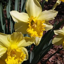 Labrador Retrievers from GLORY'S LABS OF LOVE