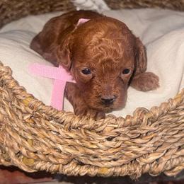 Roxie - Red  female Poodle puppy in Okc, Oklahoma from Designer Poos By Diva