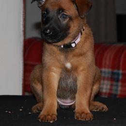 Belgian Malinois Puppies from Pyrex Kennels