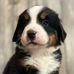 Izzy - Black rust and white Bernese Mountain Dog puppy in New Haven, Indiana from Milan Berners