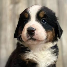 Izzy - Black rust and white Bernese Mountain Dog puppy in New Haven, Indiana from Milan Berners