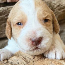 Romeo (teal collar) - Apricot male Australian Labradoodle puppy in Mount Gilead, North Carolina from Tillery Labradoodles