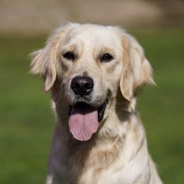 German Shepherds and Golden Retrievers from Sherman's Shepherds