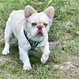 Casper - French Bulldog