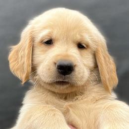 Maxine - Golden Retriever puppy from Bear State Golden Retrievers