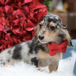 Romeo - Dapple male Dachshund puppy in Woodbine, Georgia from Bowdachs Cream Pies
