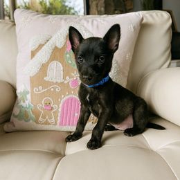 Kane - Black brindle male Dutch Shepherd puppy in San Diego, California from TecK9s