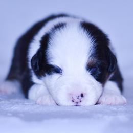 Luca - Black tri-color male Australian Shepherd puppy in Easton, Missouri from MMA Kennel