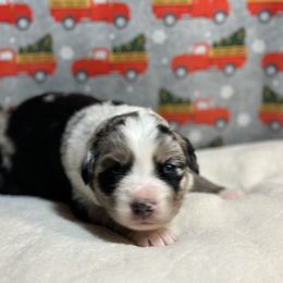 Australian Shepherd Puppies from M3 Sassafrass Ranch