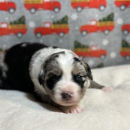 Australian Shepherd Puppies from M3 Sassafrass Ranch