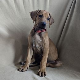 Boy 1 Red Collar - Light wheaten male Rhodesian Ridgeback puppy in Chesapeake, Virginia from Monarch Rhodesian Ridgebacks