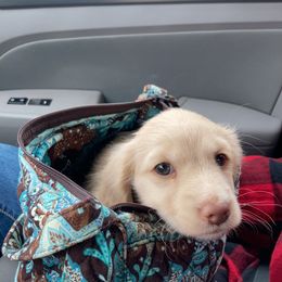 Dachshund Puppies from Corinne Aselin