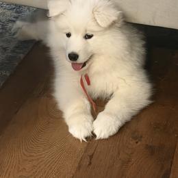 Samoyed Puppies from Frostbourn Samoyeds