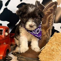 Donatello (Donnie) - Parti male Miniature Schnauzer puppy in Paris, Texas from Black Star Farm