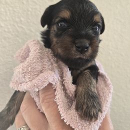 Jan - Black and tan female Yorkipoo puppy in San Diego, California from TheSocialk9