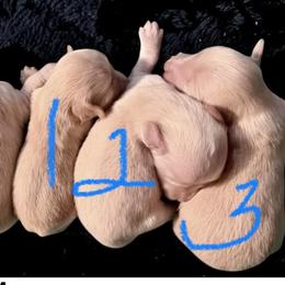 1 Little Joe - Cream male Dachshund puppy in Visalia, California from DachGraston Dachshunds