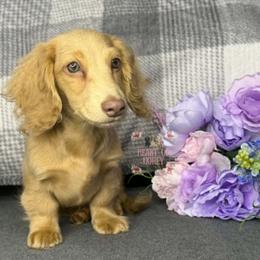 Dustin (Dusty) - Cream male Dachshund puppy in Cascade, Virginia from Heart of Honey Miniature Dachshunds