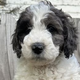 Patsy - Parti Goldendoodle puppy in Morrow, Ohio from RemiRoodles