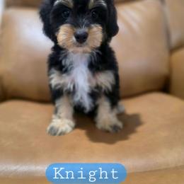Knight - male Cavapoochon puppy in Bullard, Texas from Cavapoochon Central LLC