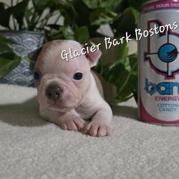 Bang - Blue male Boston Terrier puppy in Columbia Falls, Montana from Glacier Bark Boston Terriers