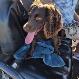Faithful Ivy - Liver female Boykin Spaniel puppy in Sparta, Georgia from Waddell-Kennels