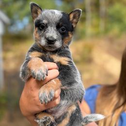 Boy 2 - Blue speckled male Australian Cattle Dog puppy in Amesbury, Massachusetts from Fox Hill Farm & K9