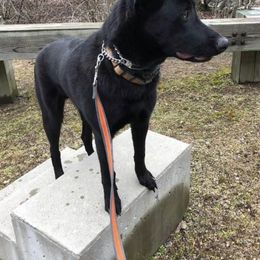 Australian Shepherd, Belgian Malinois, and Dutch Shepherd All Grown Up from Paws Laws k9