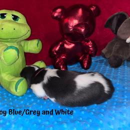 Basset Hound Puppies from Sammys Sweeties Bassets